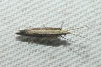 Plutella xylostella