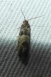 Spilonota ocellana
