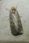Spodoptera exigua