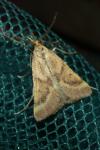 Synaphe punctalis