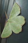 Thalera fimbrialis