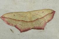 Timandra comae