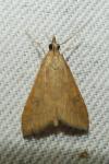Udea ferrugalis