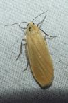 Wittia sororcula