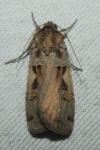 Xestia c-nigrum