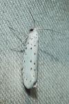 Yponomeuta