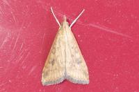 Udea ferrugalis