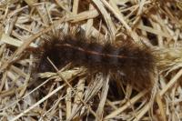 Spilosoma lubricipeda