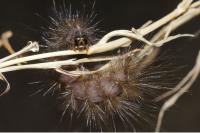 Spilosoma lubricipeda