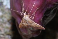 Endotricha flammealis