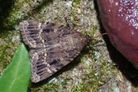 Amphipyra pyramidea