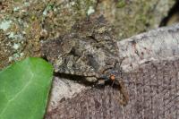 Mesapamea secalella/secalis