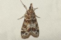 Eudonia mercurella
