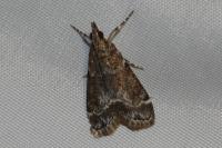 Eudonia mercurella