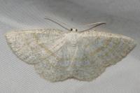 Cabera exanthemata