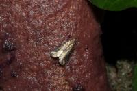 Schrankia costaestrigalis