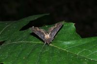 Dypterygia scabriuscula
