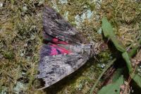 Catocala promissa