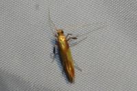 Caloptilia alchimiella