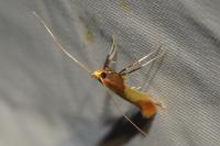Caloptilia alchimiella