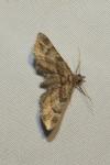 Gymnoscelis rufifasciata