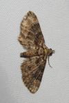 Gymnoscelis rufifasciata