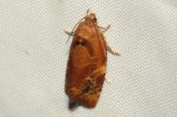 Ditula angustiorana