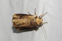 Axylia putris
