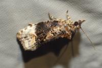 Apotomis betuletana
