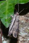 Agrotis ipsilon