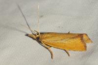 Agriphila straminella