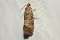 Cydia pomonella