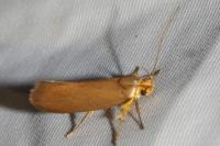 Crassa unitella