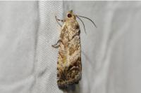 Cydia splendana