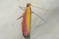 Oncocera semirubella