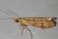 Homoeosoma sinuella