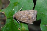 Noctua interjecta