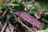 Noctua pronuba