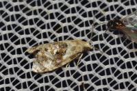 Phalonidia manniana