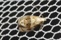 Phalonidia manniana