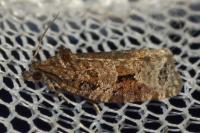Apotomis semifasciana