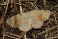 Cyclophora punctaria
