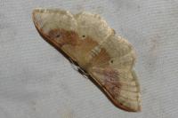 Idaea degeneraria