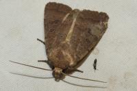 Hoplodrina blanda