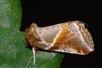 Habrosyne pyritoides