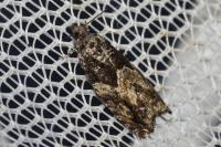 Epinotia cinereana/nisella