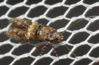 Sorhagenia