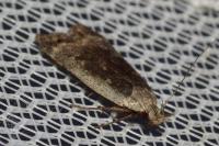 Anacampsis blattariella/populella