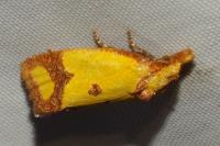 Agapeta zoegana