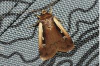 Ochropleura plecta